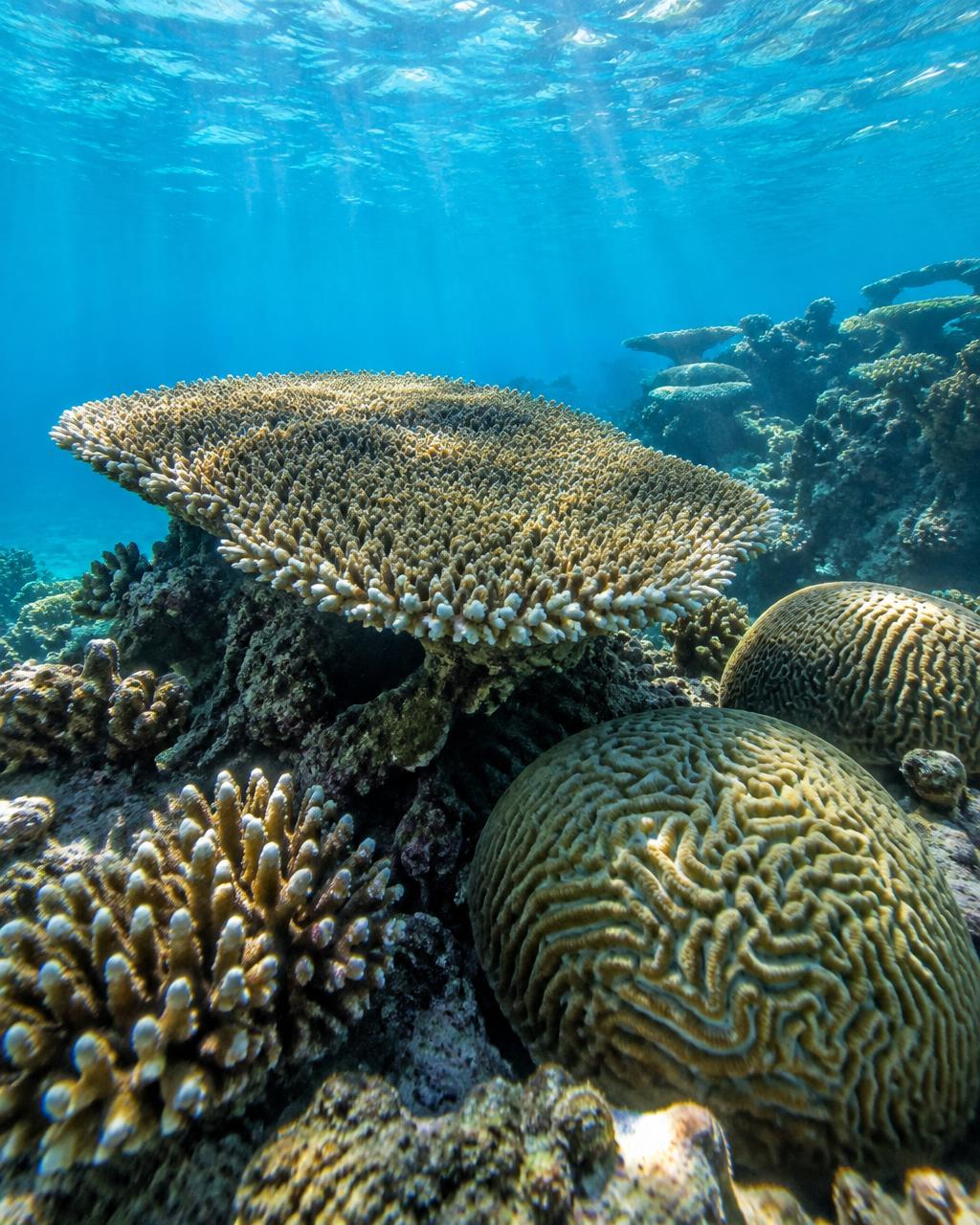 Table and brain corals on a shallow fringing reef
