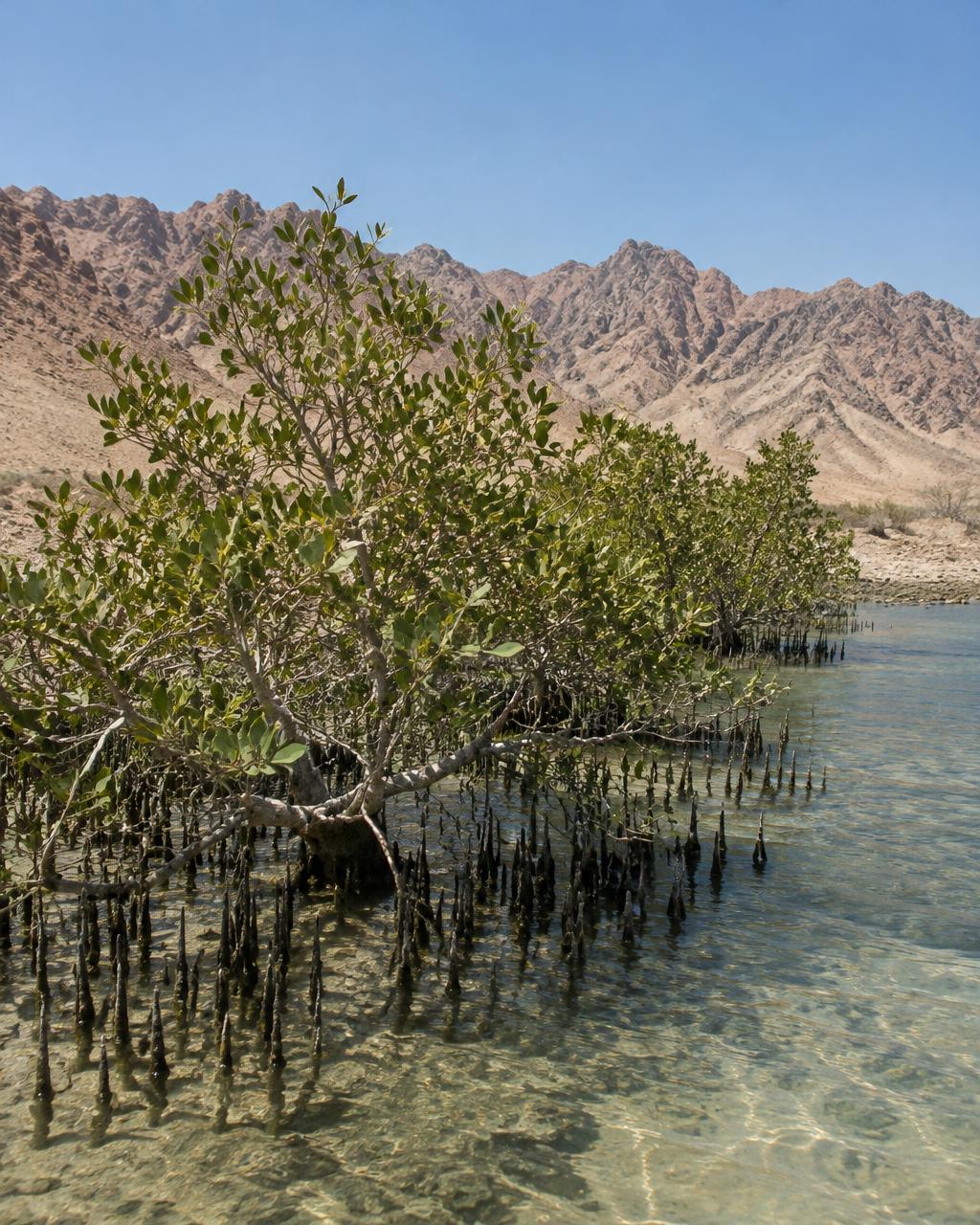 Grey mangroves with pneumatophore roots on a desert shoreline
