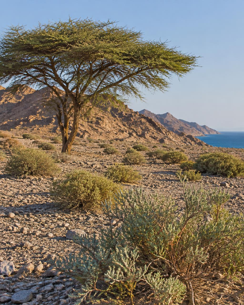 Acacia tree and low desert shrubs near the coast